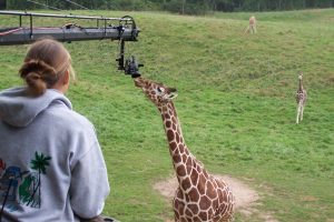 A giraffe reaching its head towards a camera crane outdoors.
